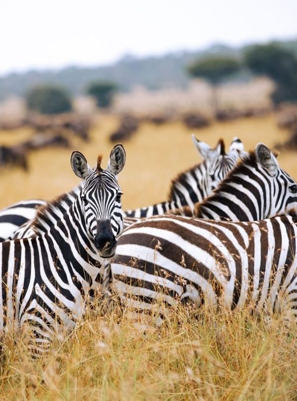 Zebras in Serengeti