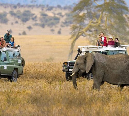 Safari jeeps with tourists watching a large elephant in a grassy savanna.