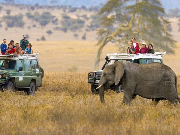 Safari jeeps with tourists watching a large elephant in a grassy savanna.