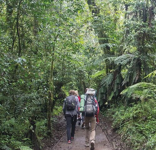 🏔️ Mount Kilimanjaro Day Hiking: The Marangu Route Rainforest Trek