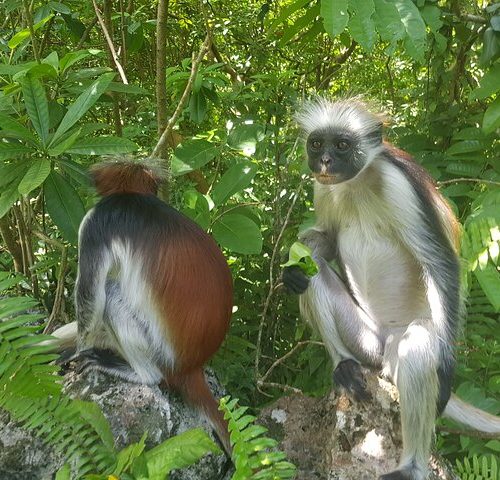 Jozani Forest & Safari Blue Day Trip