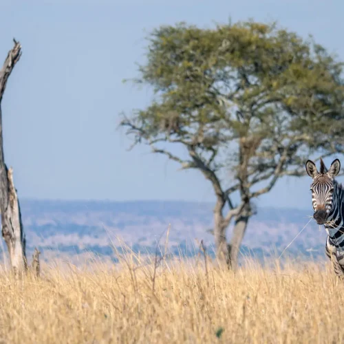 Zebra standing in golden savannah grass with a tree and clear blue sky behind.
