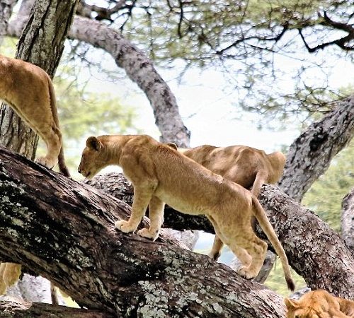 🦩 Lake Manyara National Park Join-a-Group Budget Day Trip (Arusha Meeting Point)