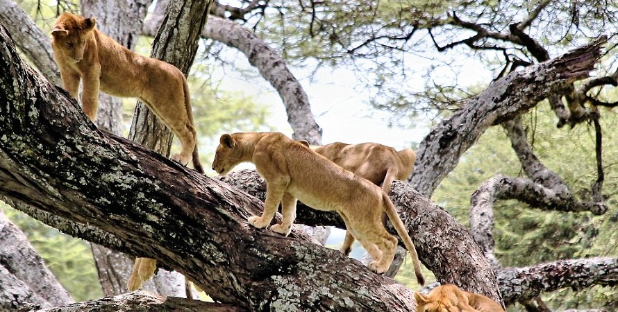 🦩 Lake Manyara National Park Join-a-Group Budget Day Trip (Arusha Meeting Point)