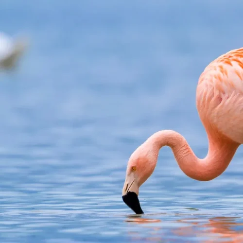 🦩 Lake Manyara National Park Join-a-Group Budget Day Trip (Arusha Meeting Point)