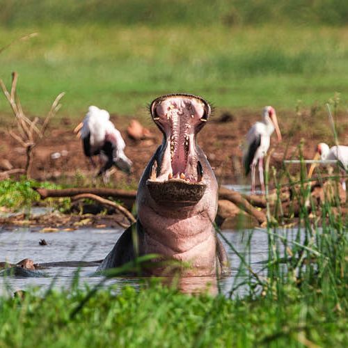 🦩 Lake Manyara National Park Join-a-Group Budget Day Trip (Arusha Meeting Point)