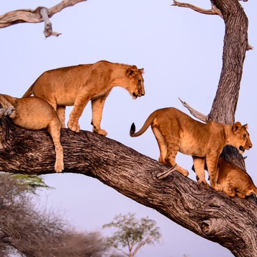 🦩 Lake Manyara National Park Join-a-Group Budget Day Trip (Arusha Meeting Point)