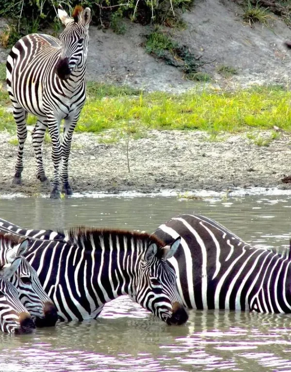 Herd of zebras gathered at a muddy waterhole, some drinking and others standing in the water.