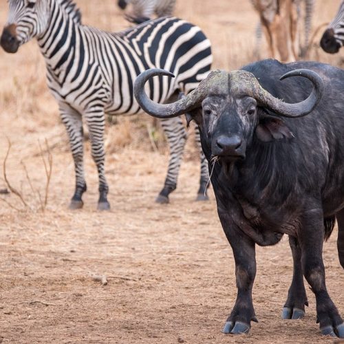 African buffalo standing in dusty savanna with zebras in the background.