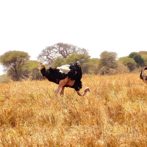 6-Day Mount Meru Trekking Tour: 4 Days Momella Route