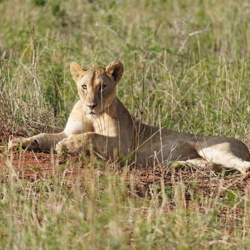 Lioness lying on reddish soil in a grassy savanna, gazing toward the camera with calm posture.