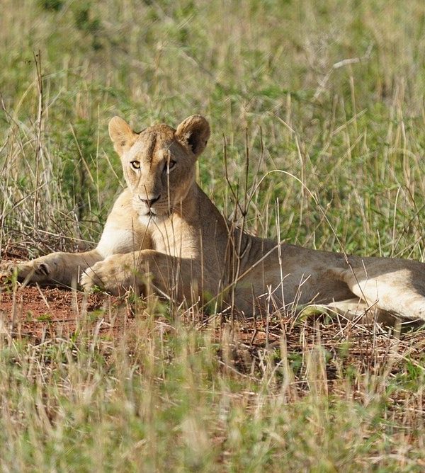 Lioness lying on reddish soil in a grassy savanna, gazing toward the camera with calm posture.