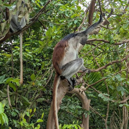 Jozani Forest & Safari Blue Day Trip