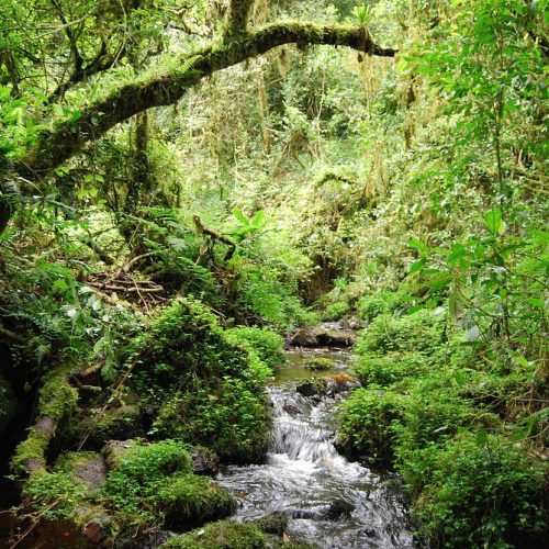 🏔️ Mount Kilimanjaro Day Hiking: The Marangu Route Rainforest Trek