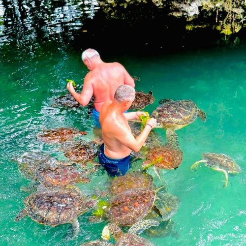 Nungwi Trio: Sea Turtles, Beach Snorkeling & Cultural Sunset Day Trip
