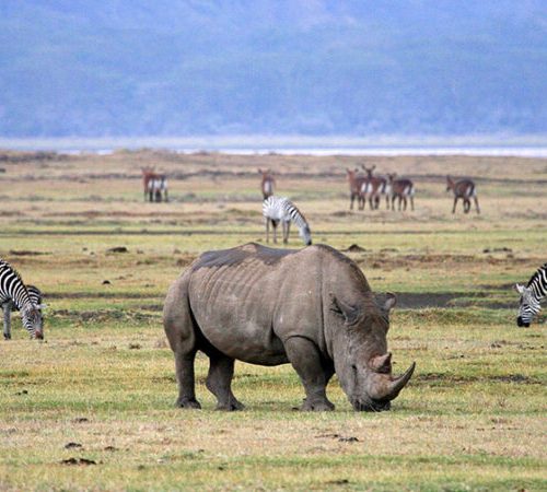 Adult rhinoceros grazing in a grassy savannah with zebras nearby and a distant herd on the plains in the background.
