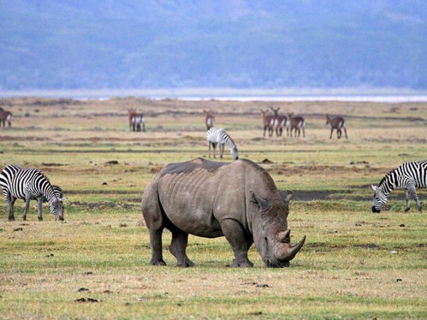 Adult rhinoceros grazing in a grassy savannah with zebras nearby and a distant herd on the plains in the background.