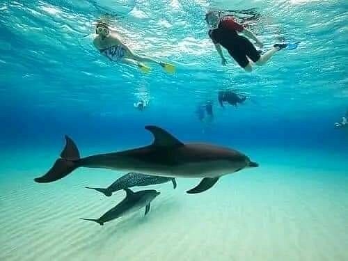 Nungwi Trio: Sea Turtles, Beach Snorkeling & Cultural Sunset Day Trip