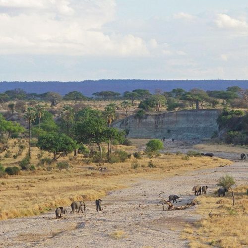 Herd of elephants walking across a dry riverbed in a savannah, with scattered trees and distant hills under a blue sky.