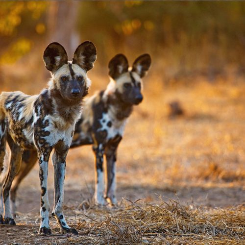 Two African wild dogs stand in a sunlit savanna with golden grasses.