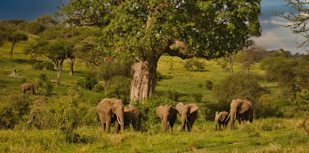 Herd of elephants grazing and standing in a sunlit African savannah under a large, spreading tree.