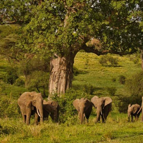 Herd of elephants grazing and standing in a sunlit African savannah under a large, spreading tree.