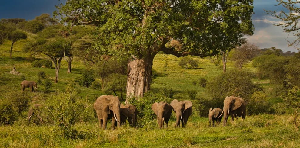 Herd of elephants grazing and standing in a sunlit African savannah under a large, spreading tree.