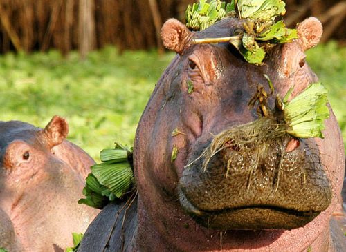 🦩 Lake Manyara National Park Join-a-Group Budget Day Trip (Arusha Meeting Point)